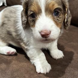 Boy 1 - Dapple male Dachshund puppy in Collinston, Utah from RSP Mini Doxies