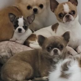 Chihuahuas from JewelsChis