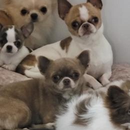 Chihuahuas from JewelsChis