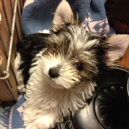 Maltese, Poodles, Shih Tzus, and Yorkshire Terriers from Deborah Richards yorkies