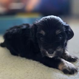 Black male - male Havapoo puppy in Medina, Ohio from Momma's Minis