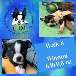 Reed - Black and white male Boston Terrier puppy in Jupiter, Florida from CJM Boston and Boxer Puppies