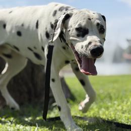Jax - Dalmatian