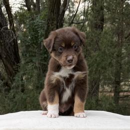 Riptide - Red tri-color male Miniature American Shepherd puppy in New Mexico from Von Südwest German Shepherds and Mosaic Mini American Shepherds