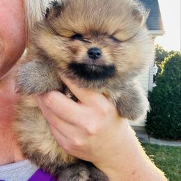 Harley - Orange sable male Pomeranian puppy in Waterloo, Indiana from Garcias Pomeranian