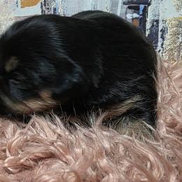 Boy2 - Black and tan male Yorkshire Terrier puppy in Huddleston, Virginia from Potters Puppies