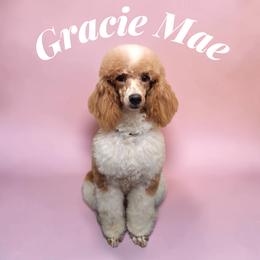 Gracie Mae - Red  female Poodle puppy in Munster, Indiana from Miranda’s Sunshine Poodles and Doodles