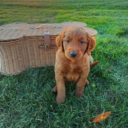 Cliff - Red  male Goldendoodle puppy in Harrisburg, Oregon from Dolly’s Doods