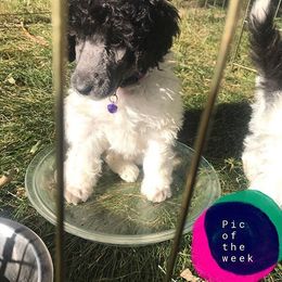 Poodle Puppies from High Mesa Standards