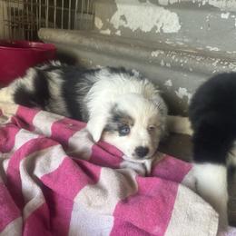 Mystery Saja - Blue merle male Miniature Australian Shepherd puppy in Interlachen, Florida from Lucky Bones Miniature Australian Shepherds