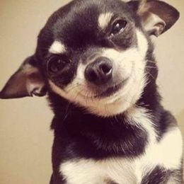 Chihuahua Puppies from Appalachain Cuddles