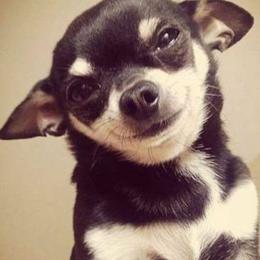Chihuahua Puppies from Appalachain Cuddles