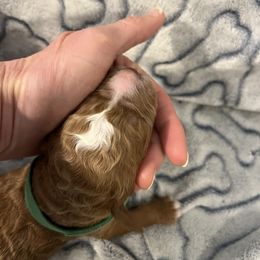 Dark Green - Apricot male Goldendoodle puppy in Clarksville, Tennessee from Golden Pine Designer Doodles