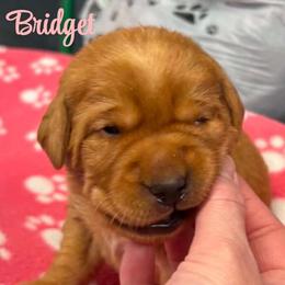 Bridget - Yellow female Labrador Retriever puppy in Sidney, Nebraska from Nebraska Strong Labradors