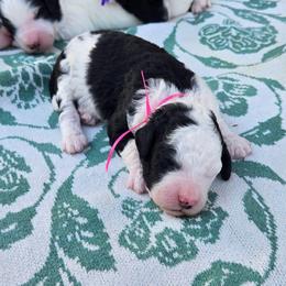 Oreo - Black and white female Sheepadoodle puppy in Ashton, Idaho from Kerr Kanine Ranch