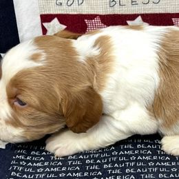 Pink boy 2 - Orange and white male Brittany puppy in Floyd Knobs, Indiana from Cross Creek Brittanys