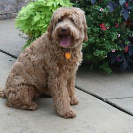 Australian Labradoodle Puppies from Windsor Creek Labradoodles