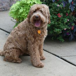 Australian Labradoodle Puppies from Windsor Creek Labradoodles