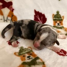Starburst - Blue merle and white female Cardigan Welsh Corgi puppy in Mishawaka, Indiana from Squires Corgi Cottage