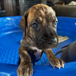 George - Brindle male Great Dane puppy in Wimberley, Texas from Heart of Texas Great Danes