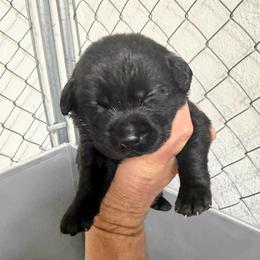 Grace - Black female Dilute Retriever puppy in Baldwin City, Kansas from Hedge Lane Labradors