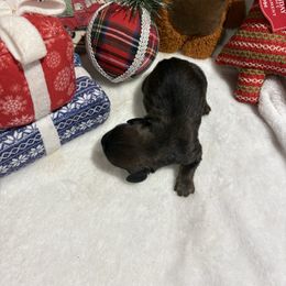 Red sable - Sable male Dachshund puppy in Pleasant Plains, Arkansas from JGBs Dachshunds