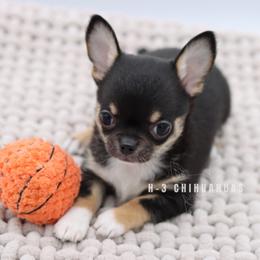 Kruz - Black and tan male Chihuahua puppy in Tulsa, Oklahoma from H-3 Chihuahuas