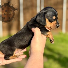 Dachshund Puppies from Doxi Delights