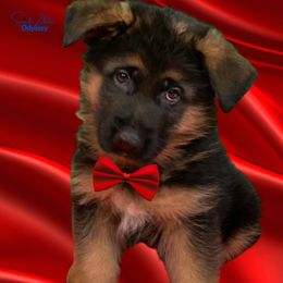 German Shepherd Puppies from Vom Archbold Haus World Class German Shepherds