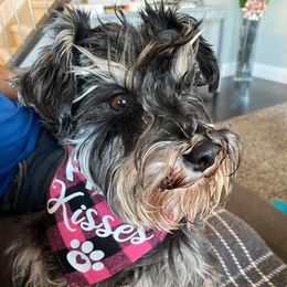 Miniature Schnauzers from Patriot Paws