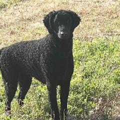 Curly-Coated Retriever puppies from Nyehyrst Curlies