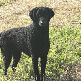 Curly-Coated Retriever puppies from Nyehyrst Curlies