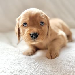 Companion Cross Puppies from Happy Tails Mini Goldens