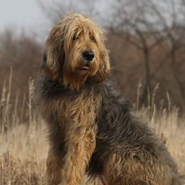 Spirit - Otterhound