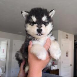 Hollow - Black and white male Alaskan Malamute puppy in Spokane, Washington from Asgard Wooly Malamutes