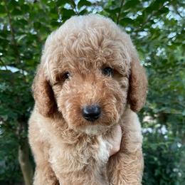 Dallas (Our Lone Star State litter) - Red  male Goldendoodle puppy in Hopkins County, Texas from Boutique Doodles