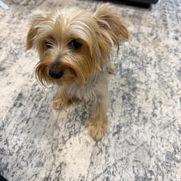 Harper - Yorkshire Terrier