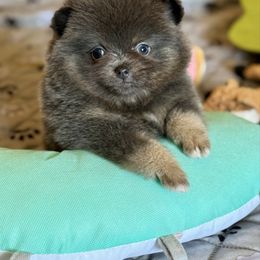 Miss Piggy - Blue and tan female Pomeranian puppy in Kilgore, Texas from 5 Star Poms
