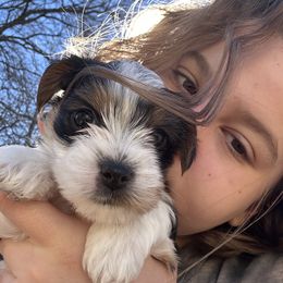 Yorkshire Terrier Puppies from Snacksville Yorkies