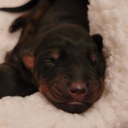 Dachshund and Doberman Pinscher Puppies from Cornerstone Dobermans and Dachshunds