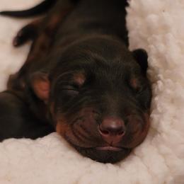 Dachshund and Doberman Pinscher Puppies from Cornerstone Dobermans and Dachshunds