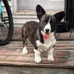 American Corgi, Cardigan Welsh Corgi, and Pembroke Welsh Corgi Puppies from Coopers Korner