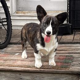 American Corgi, Cardigan Welsh Corgi, and Pembroke Welsh Corgi Puppies from Coopers Korner