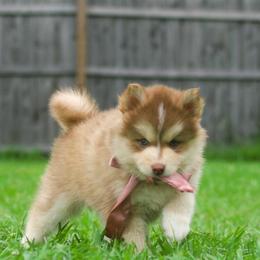 Matcha - Red and white male Pomsky puppy in Trenton, Texas from Blissful Paws Pomskies