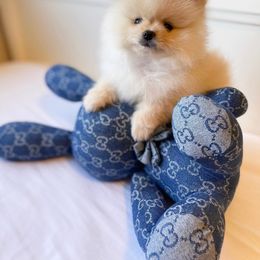 Pomeranian and Poodle Puppies from Carousel Poodles & Pomeranians