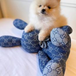 Pomeranian and Poodle Puppies from Carousel Poodles & Pomeranians