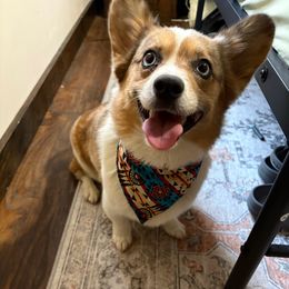 Howdy - American Corgi