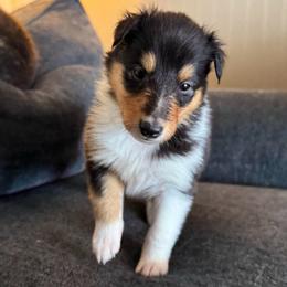 Lacey - Black white and tan female Collie puppy in Charleston, West Virginia from Tucker Creek Collies