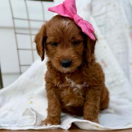 Meadow (Pink collar) - Apricot female Goldendoodle puppy in Salem, Utah from Aspen Doodles