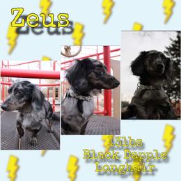 Zeus - Dachshund